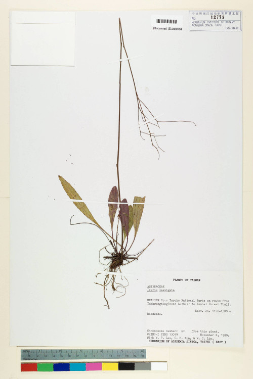 Ixeris laevigata (Blume) Schultz-Bip._標本_BRCM 7274