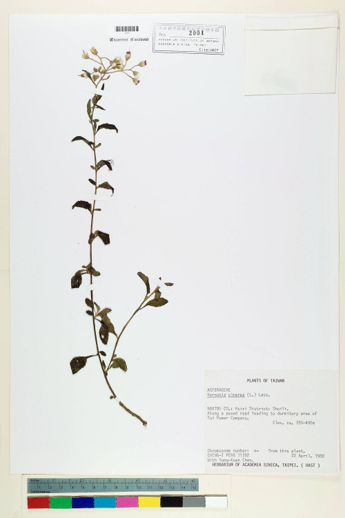 Vernonia cinerea (L.) Less._標本_BRCM 5130