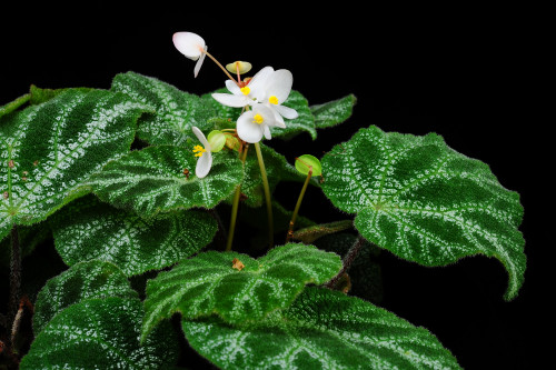 突脈秋海棠 (Begonia retinervia D.Fang, D.H.Qin & C.I Peng)