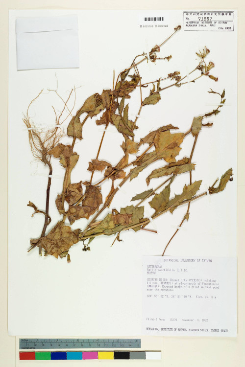 Emilia sonchifolia (L.) DC._標本_BRCM 5232