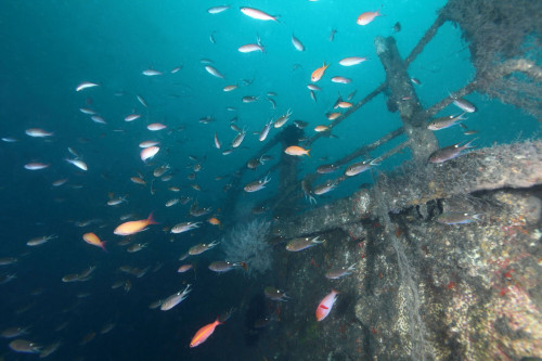 人工魚礁—安平二船礁
