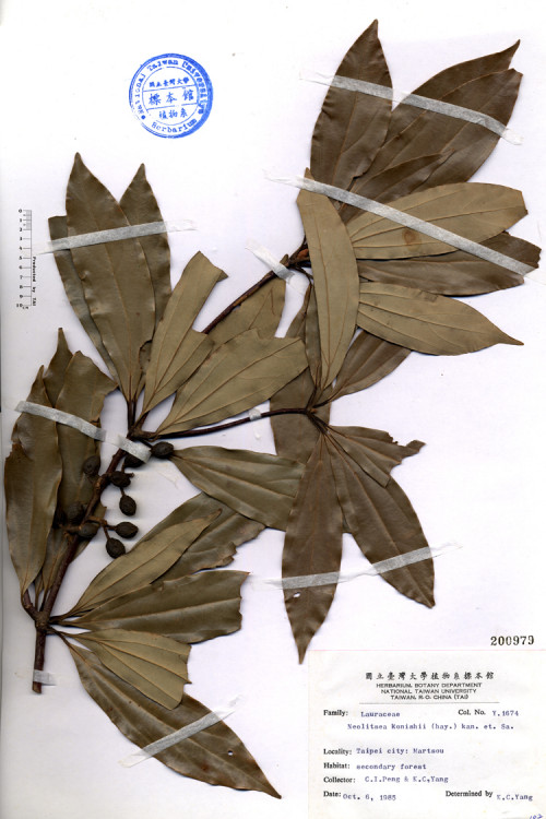 Neolitsea konishii (Hay.) Kan. et Sa._標本_BRCM 4648