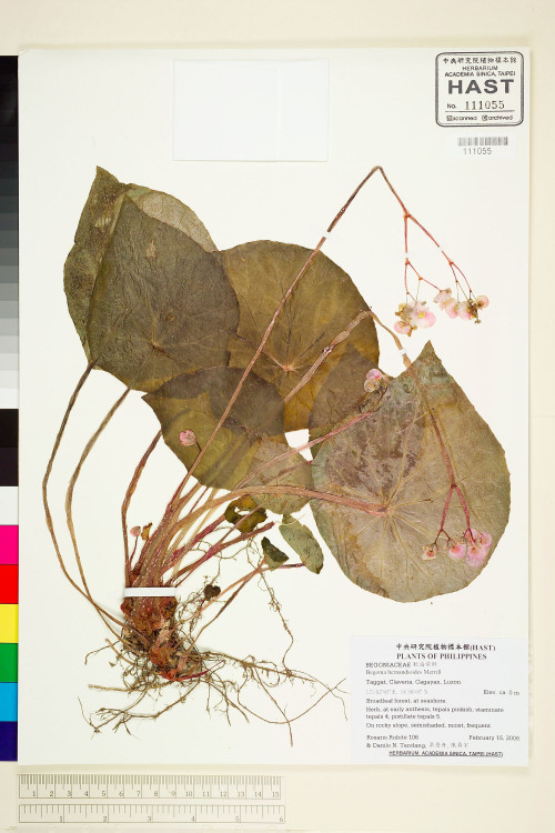 Begonia hernandioides標本_BRCM 1932
