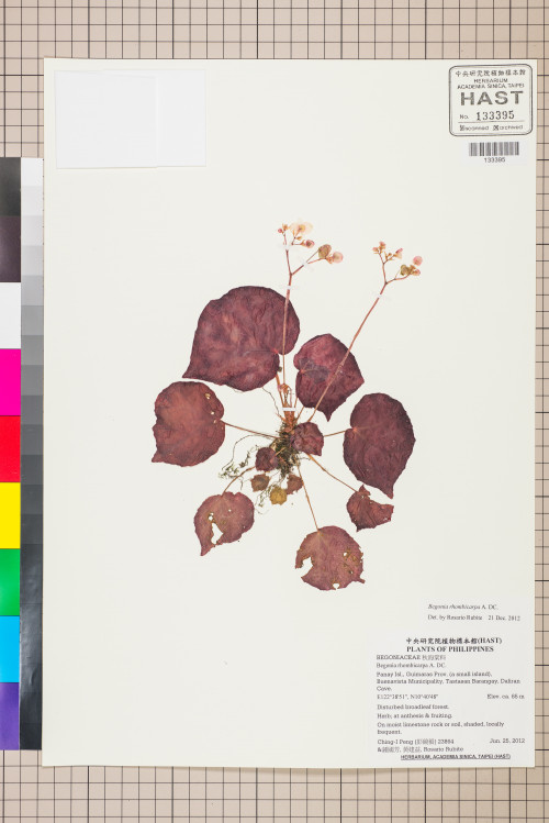 Begonia rhombicarpa標本_BRCM 2664