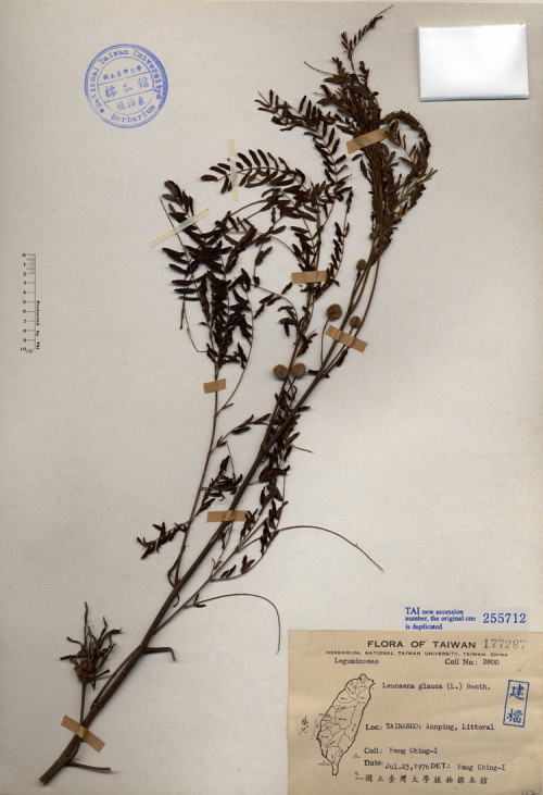 Leucaena glauca (L.) Benth._標本_BRCM 4709