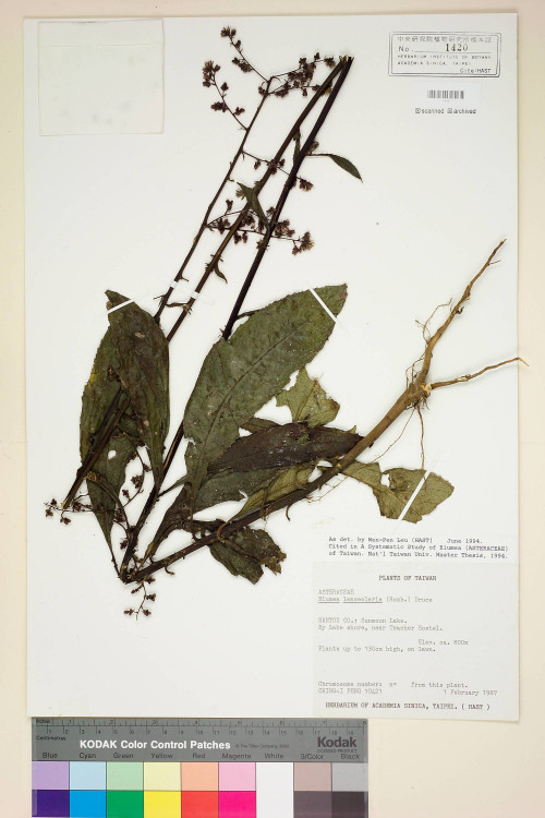 Blumea lanceolaria (Roxb.) Druce_標本_BRCM 4843