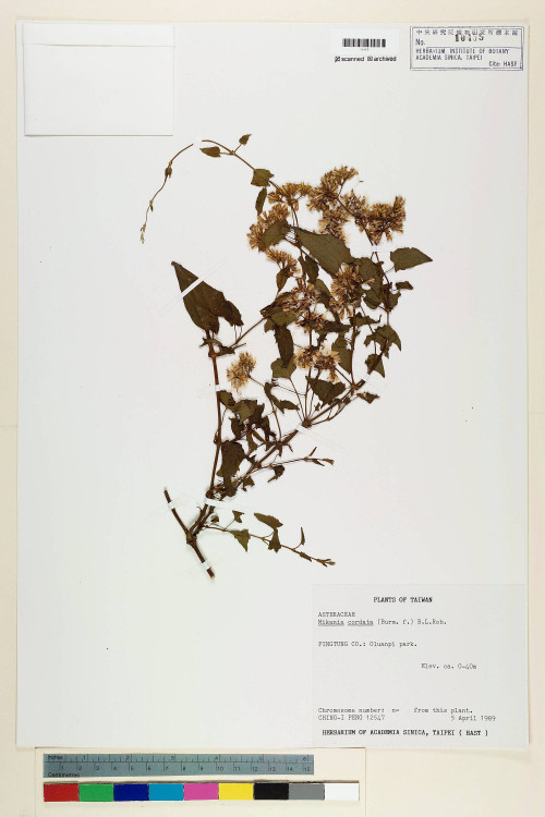 Mikania cordata (Burm. f.) B. L. Rob._標本_BRCM 7228