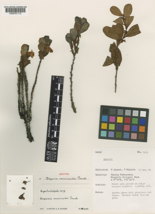 Begonia vaccinioides標本_BRCM 8751