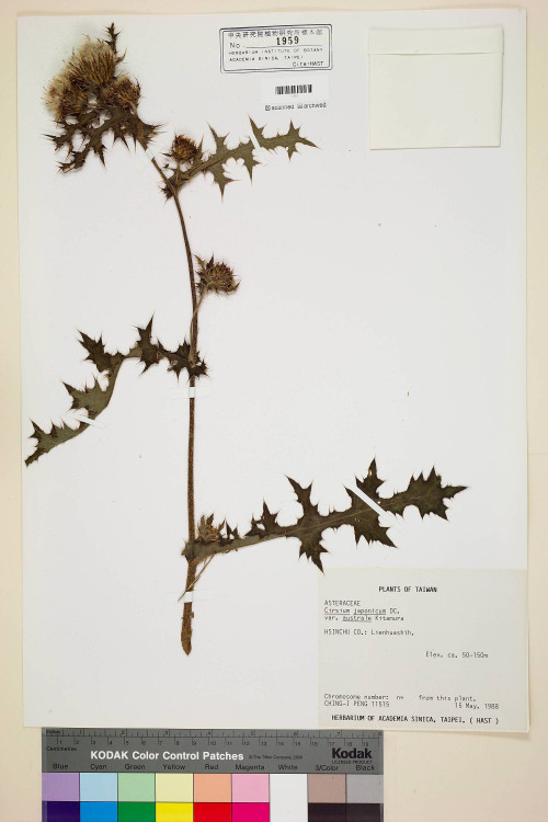 Cirsium japonicum DC. var. australe Kitam._標本_BRCM 5882