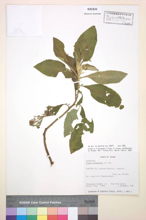 Blumea balsamifera (L.) DC._標本_BRCM 4825