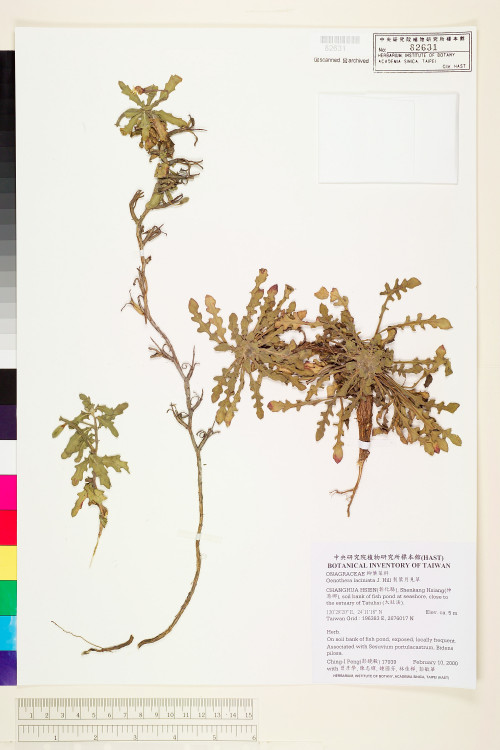 Oenothera laciniata J. Hill_標本_BRCM 6000