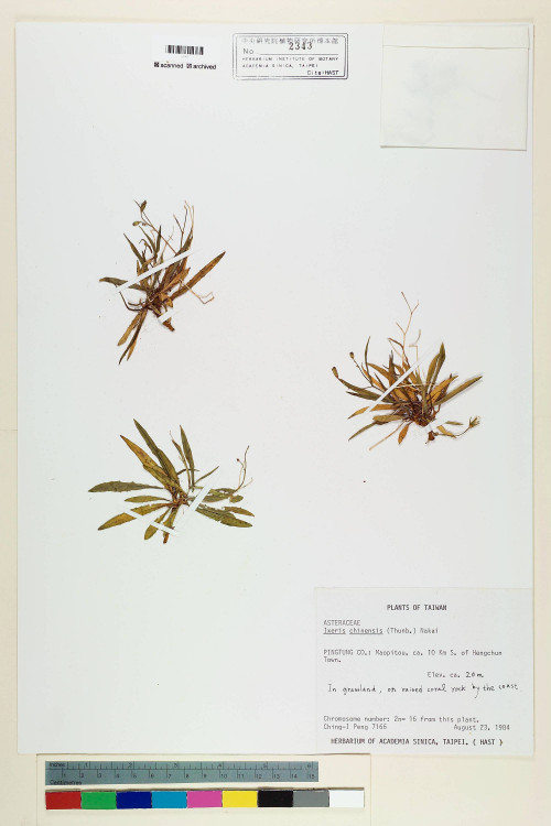 Ixeris chinensis (Thunb.) Nakai_標本_BRCM 6585