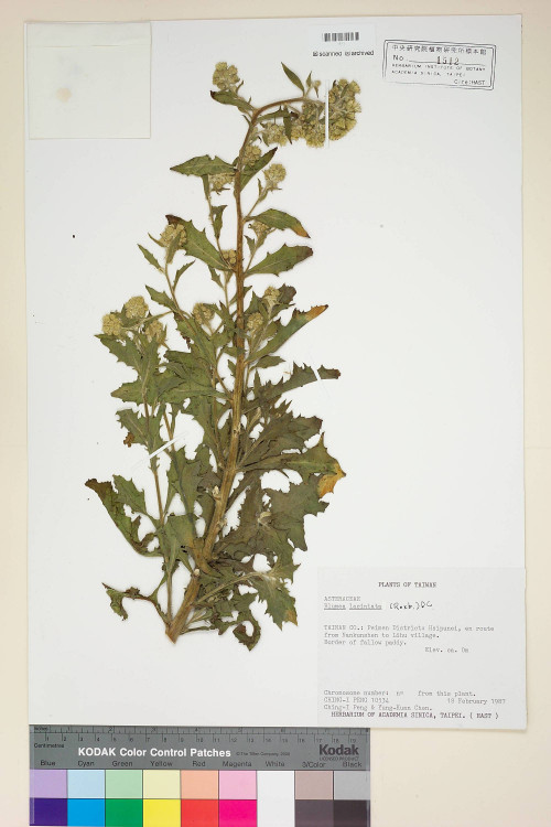 Blumea laciniata (Roxb.) DC._標本_BRCM 4845