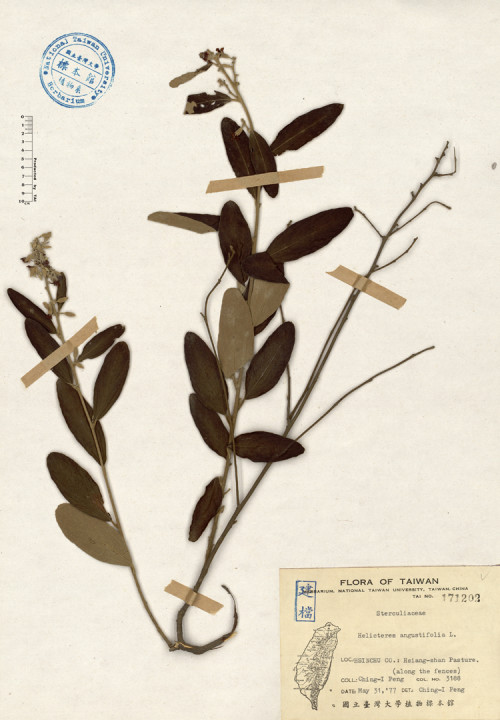 Helicteres angustifolia L._標本_BRCM 4150