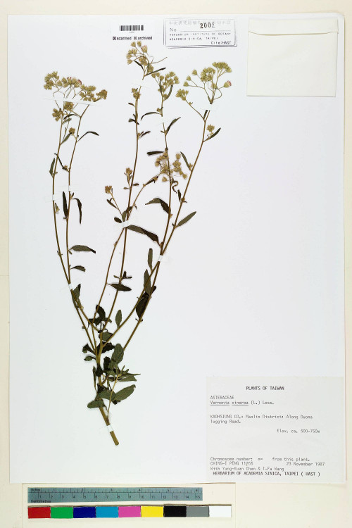 Vernonia cinerea (L.) Less._標本_BRCM 5128