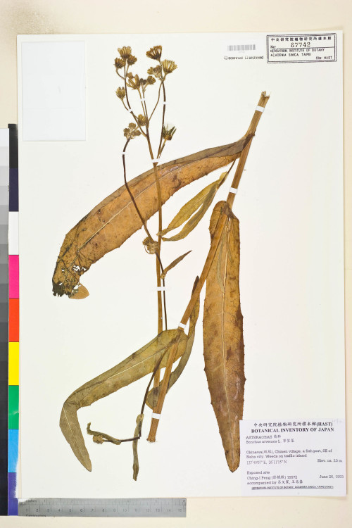 Sonchus arvensis L._標本_BRCM 7440