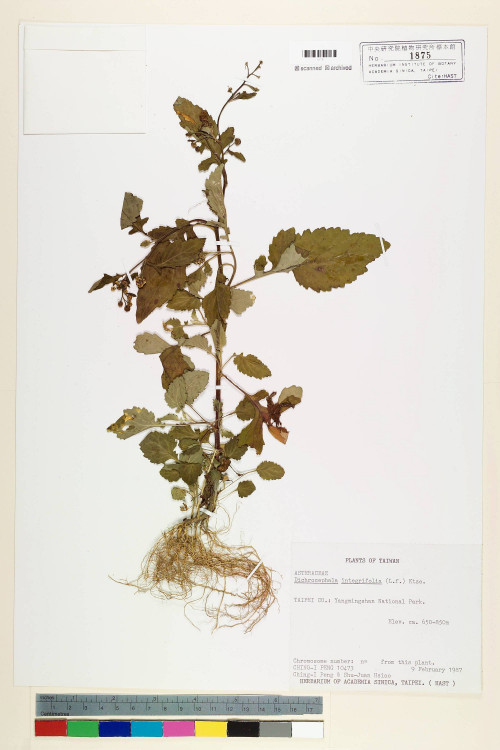 Dichrocephala integrifolia (L. f.) Kuntze_標本_BRCM 6938