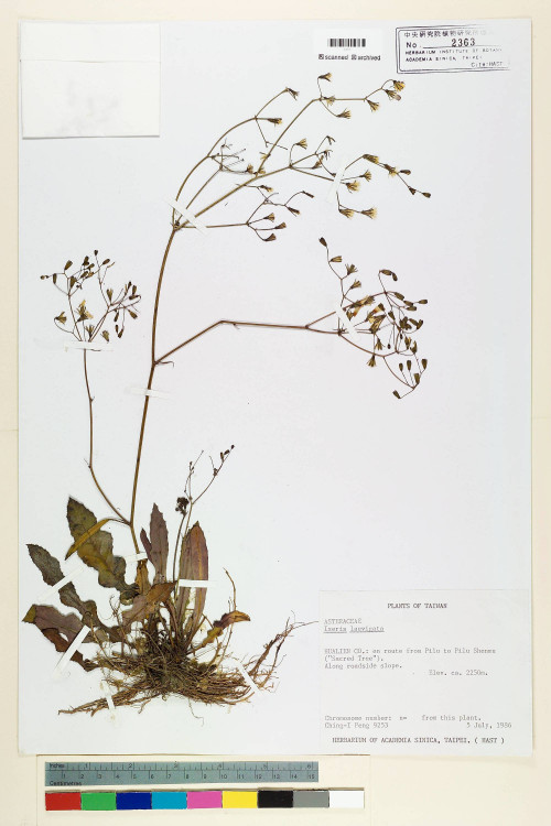 Ixeris laevigata (Blume) Schultz-Bip._標本_BRCM 6809