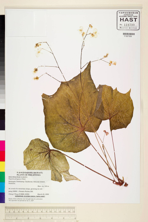 Begonia gitingensis標本_BRCM 2253