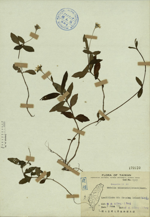 Wedelia chinensis (Osbeck) Merr._標本_BRCM 4273
