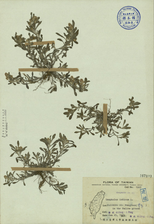 Gnaphalium indicum L._標本_BRCM 3857