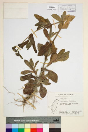 Conyza japonica (Thunb.) Less._標本_BRCM 6438