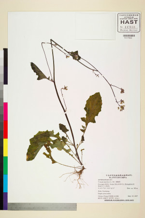 Youngia japonica (L.) DC._標本_BRCM 5526