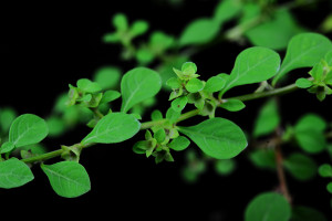 Ludwigia microcarpa_BRCM 3420