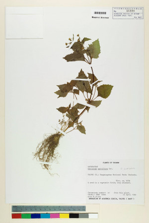 Galinsoga parviflora Cav._標本_BRCM 3718