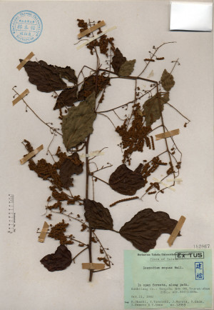Schoenoplectus juncoides (Roxb.) Palla_標本_BRCM 4494