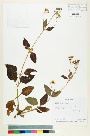 Wedelia biflora (L.) DC._標本_BRCM 6367
