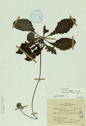 Youngia japonica (L.) DC._標本_BRCM 4583