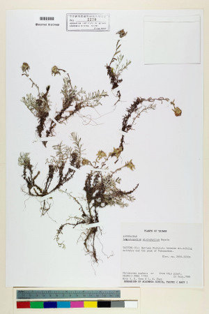 Leontopodium microphyllum Hayata_標本_BRCM 7129