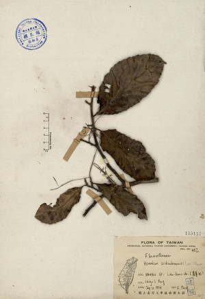 Homalium cochinchinensis (Lour.) Druce_標本_BRCM 4594