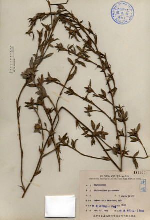 Stylosanthes guianensis_標本_BRCM 4406