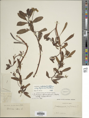 Ludwigia peploides subsp. stipulacea (Ohwi) Ravend_標本_BRCM 6192
