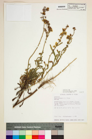 Conyza canadensis (L.) Cronq. var. pusilla (Nutt.) Cronq._標本_BRCM 7420