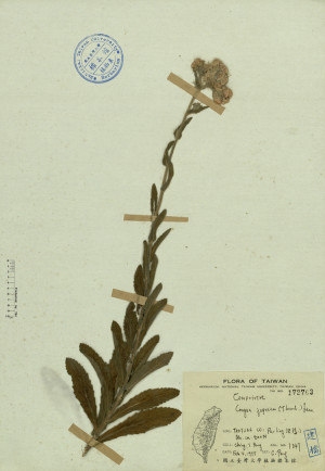 Conyza japonica (Thunb.) Less._標本_BRCM 4280