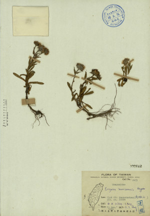 Erigeron morrisonensis Hayata_標本_BRCM 4270