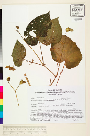 Begonia siamensis標本_BRCM 1830