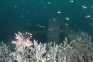 人工魚礁—安平三鋼鐵礁