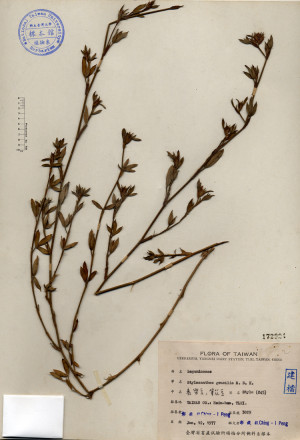 Stylosanthes gracilis H.B.K._標本_BRCM 4408