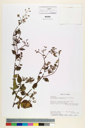 Dichrocephala integrifolia (L. f.) Kuntze_標本_BRCM 7070