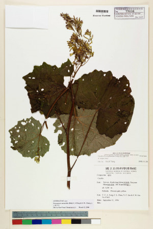 Parasenecio monantha (Diels) C.-I Peng & S. W. Chung_標本_BRCM 5952