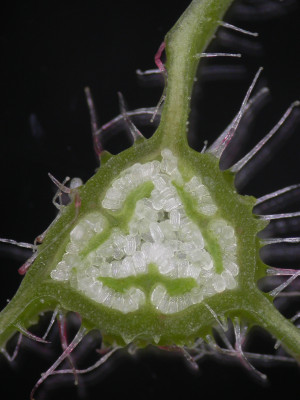 側膜組秋海棠 (Begonia sect. Coelocentrum) 子房橫切面