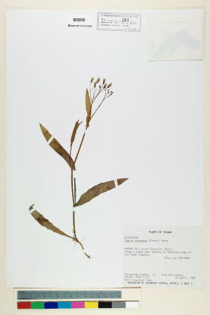 Ixeris chinensis (Thunb.) Nakai_標本_BRCM 7059