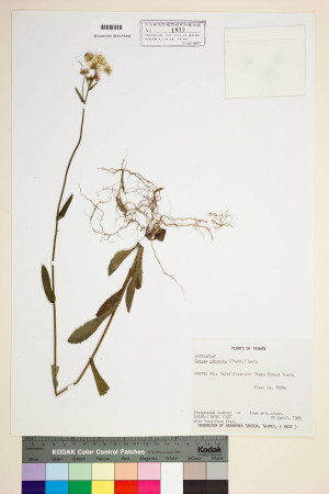 Conyza japonica (Thunb.) Less._標本_BRCM 7065