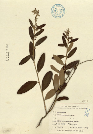 Helicteres angustifolia L._標本_BRCM 4397