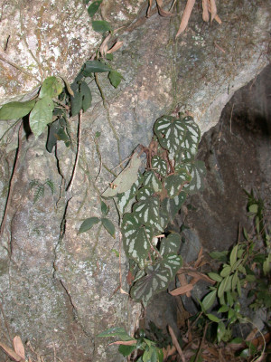 絲形秋海棠 (Begonia filiformis Irmsch.)