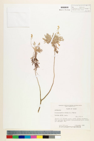 Crossostephium chinense (L.) Makino_標本_BRCM 6337